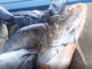 TANQUES DE PISCICULTURA QUE USAM ÁGUA DE NASCENTE ATINGIDA POR CHORUME DE ATERRO SANITÁRIO TIVERAM MORTANDADE DE PEIXES