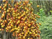 ESPÉCIE NATIVA BUTIÁ AMEAÇADA DE EXTINÇÃO NA ÁREA DE ATERRO SANITÁRIO GERA POEMA A SANTO ANTONIO DA PATRULHA