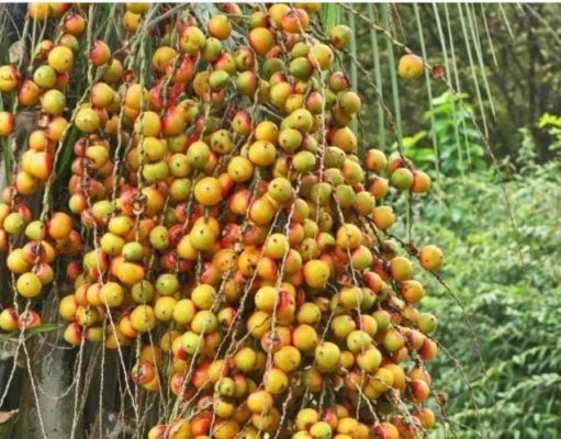 ESPÉCIE NATIVA BUTIÁ AMEAÇADA DE EXTINÇÃO NA ÁREA DE ATERRO SANITÁRIO GERA POEMA A SANTO ANTONIO DA PATRULHA