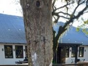 MARCADA PARA MORRER NO PARQUE DA HARMONIA EM PORTO ALEGRE