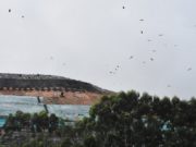 CGR VEOLIA UM CENTRO DE TRATAMENTO DE RESÍDUOS PRODUTOR DE ALIMENTOS PARA BANQUETES DE URUBUS EM BIGUAÇU/SC