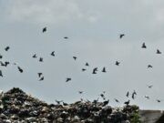 NUVENS DE URUBUS NO CÉU DE SÃO PAULO, LOGO ADIANTE A CIDADE DE VIAMÃO PODERÁ RECEBER OS FAXINEIROS ALADOS DO LIXO