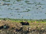 ÁREA DO MEGA ATERRO SANITÁRIO DA VITAL ENGENHARIA ESTÁ A FRENTE DO RIO TIETÊ E DA COMUNIDADE REFÚGIO EM JESUS
