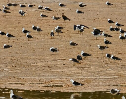 ACHE UM URUBU NA COLÔNIA DE GAIVOTAS NA ÁREA DE ATERRO SANITÁRIO EM BIGUAÇU SC
