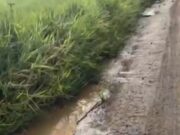 COLAPSOU O EMISSÁRIO SUBTERRÂNEO DE EFLUENTES NO MUNICÍPIO DE SÃO JOÃO DO ITAPERIU E PODE TER CAUSADO DANOS AMBIENTAIS