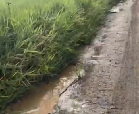 COLAPSOU O EMISSÁRIO SUBTERRÂNEO DE EFLUENTES NO MUNICÍPIO DE SÃO JOÃO DO ITAPERIU E PODE TER CAUSADO DANOS AMBIENTAIS